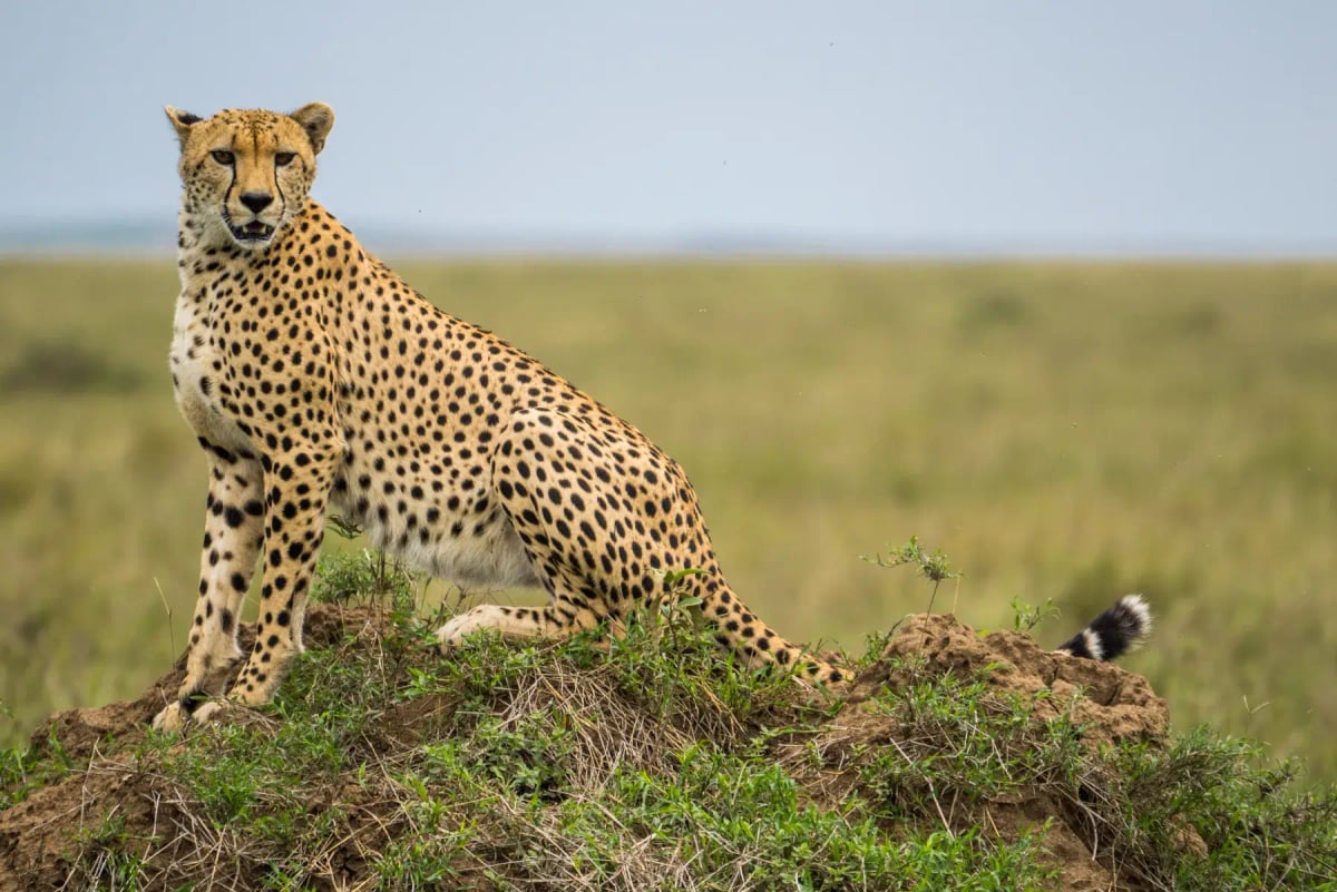 Photo by Nadine Wagner on iStock Cheetah in the wild