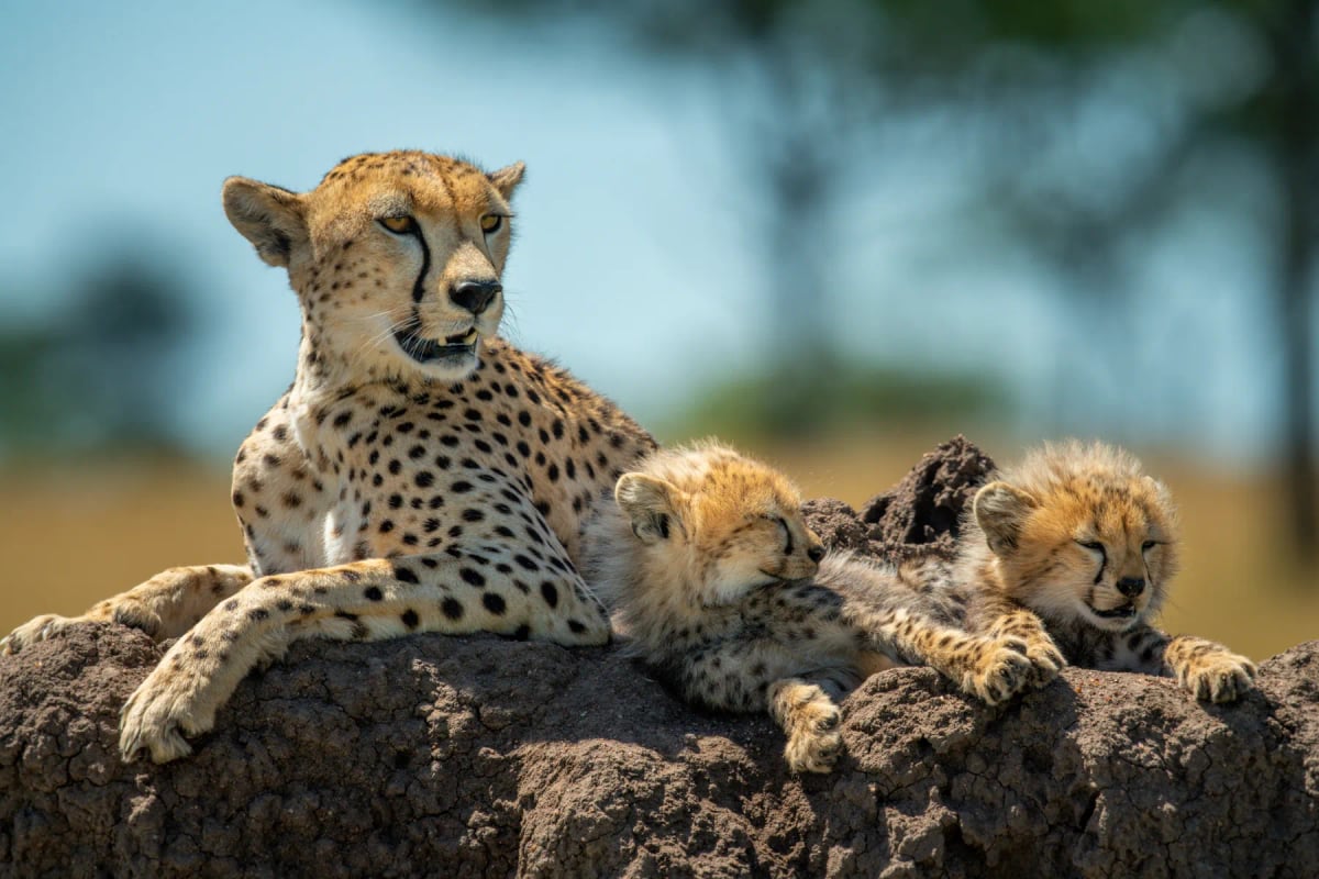 Cheetah in the wild