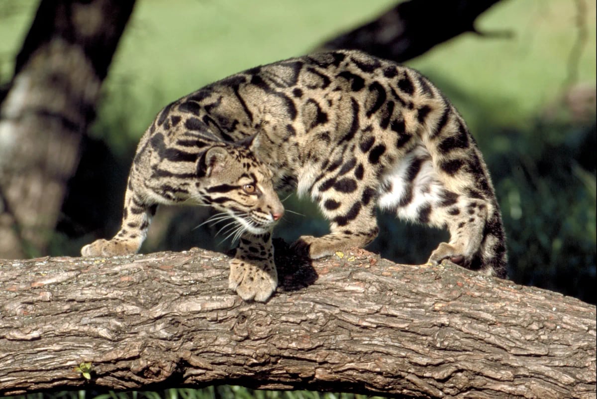 Photo by Michel VIARD on iStock Clouded Leopard in the wild