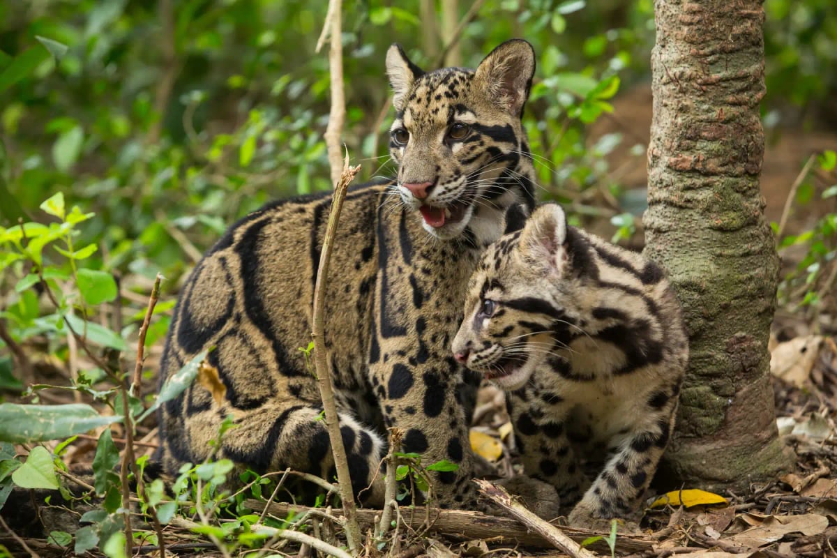 Clouded Leopard in the wild