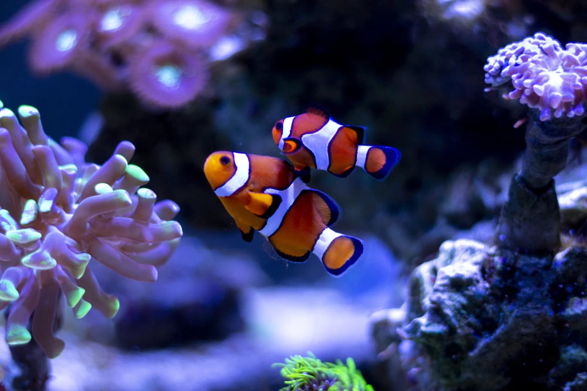 Photo by Beto_Junior on iStock Clownfish in the wild