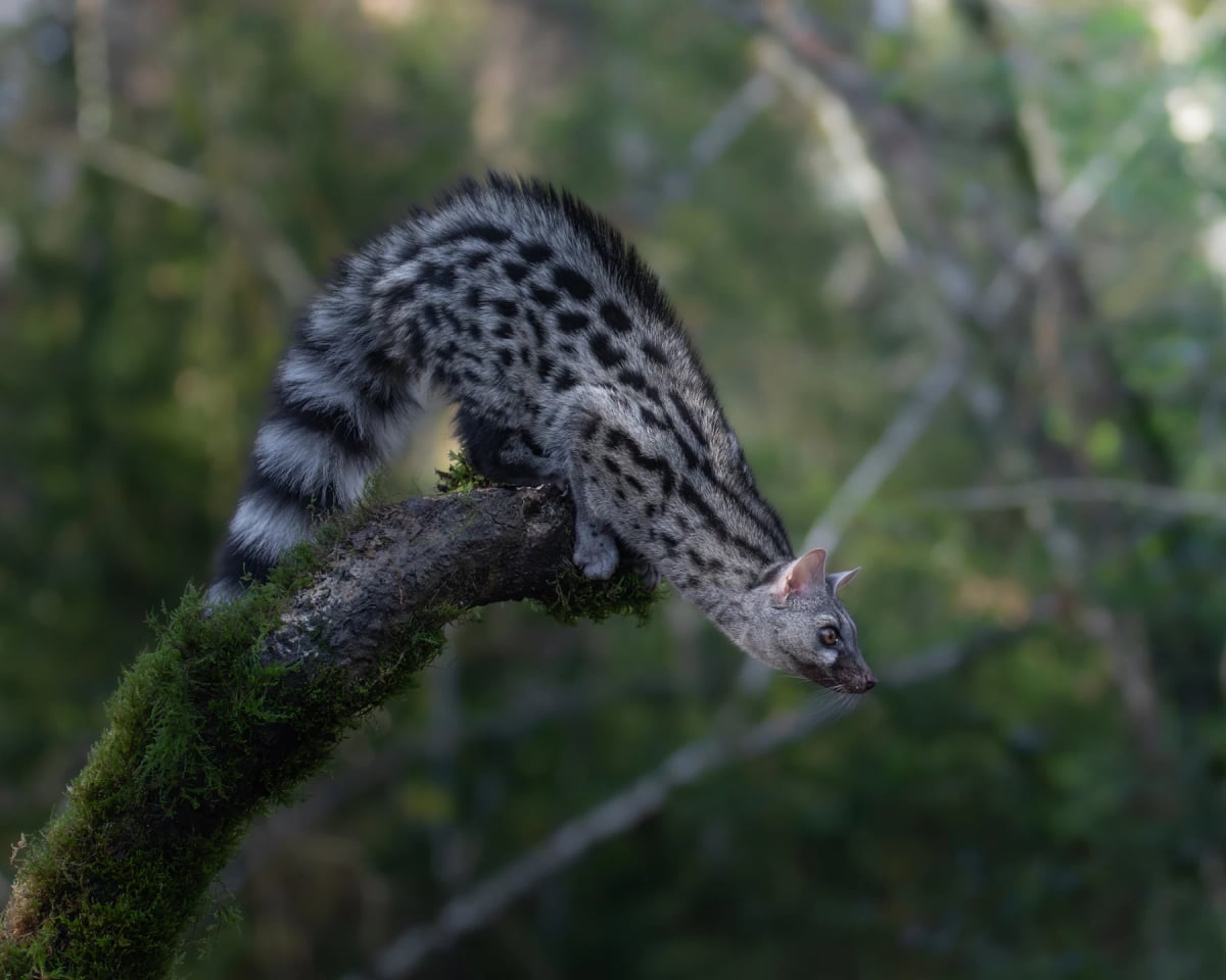 Photo by Daniel Vidal Sierra on Shutterstock Common Genet in the wild