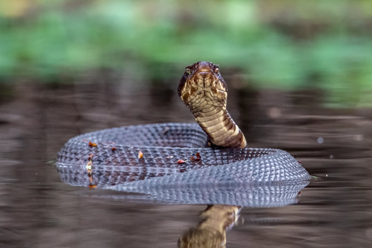Photo by Paul Lowery on iStock Cottonmouth Snake in the wild