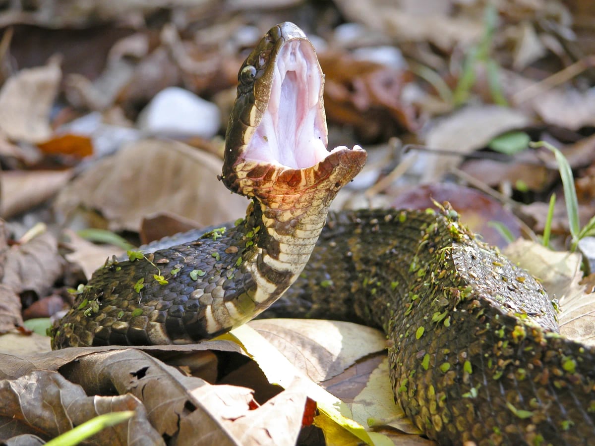 Cottonmouth Snake in the wild
