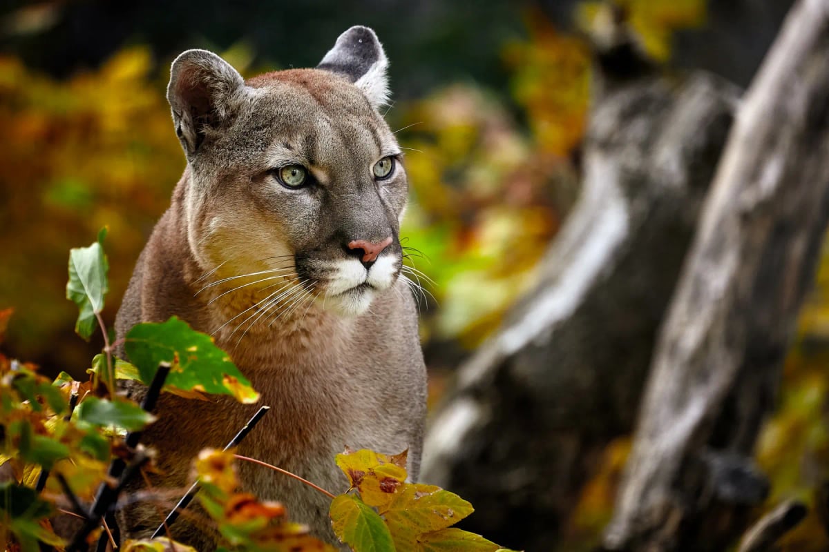 Photo by Evgeny555 on iStock Cougar in the wild