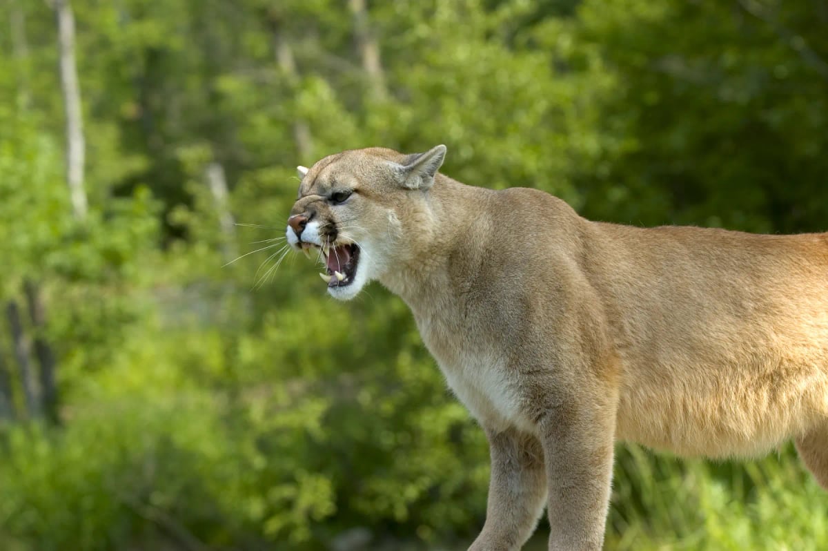 Cougar in the wild