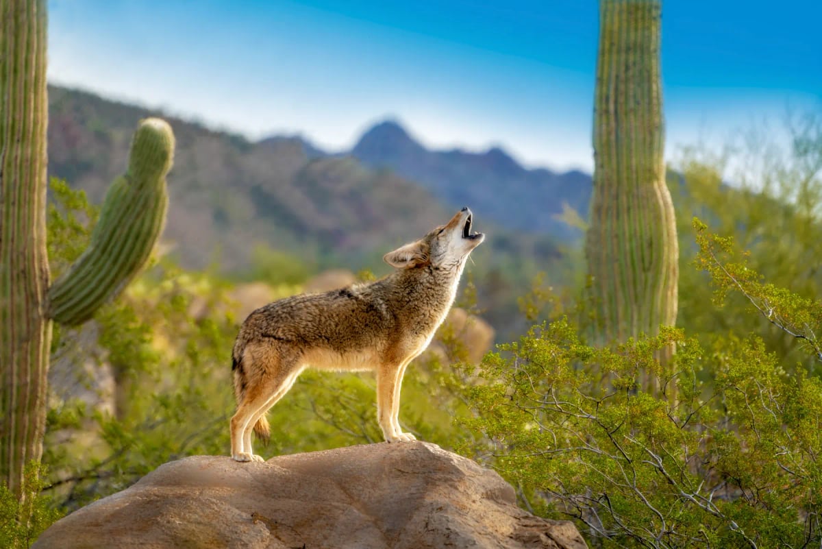 Photo by Jay Pierstorff on iStock Coyote in the wild