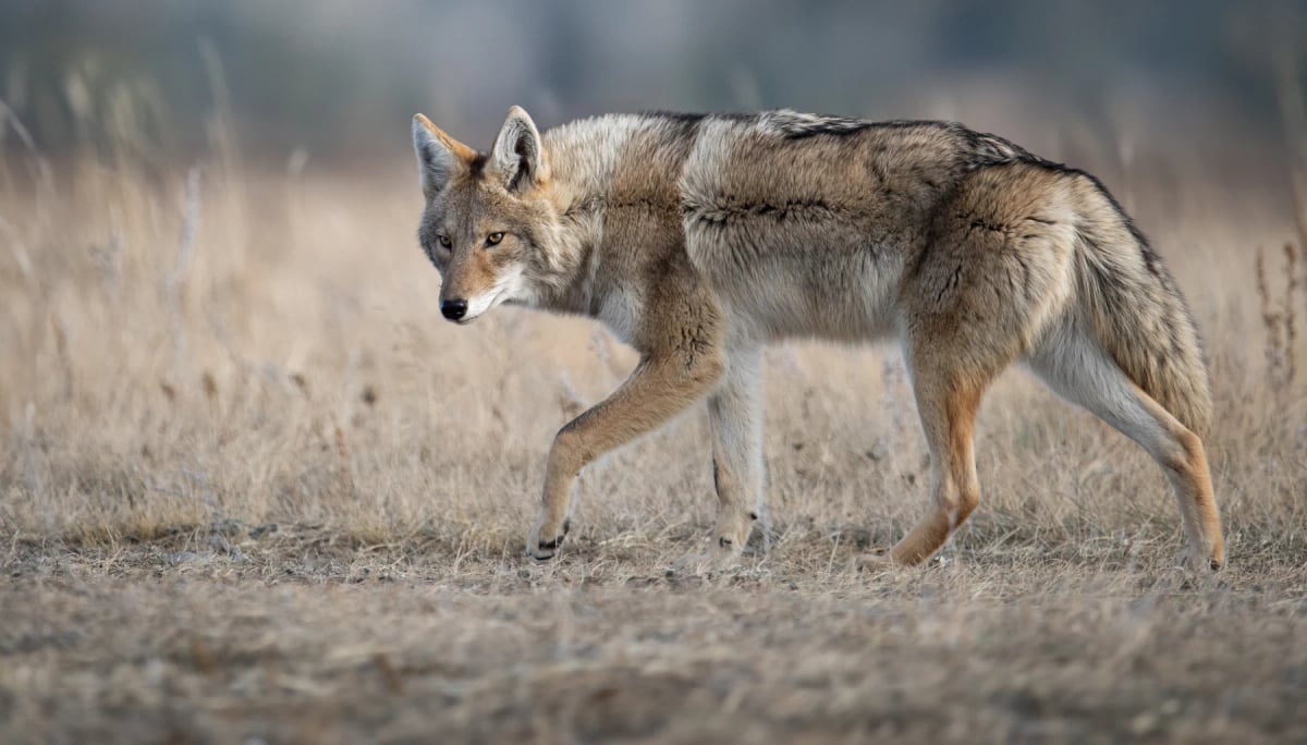 Coyote in the wild