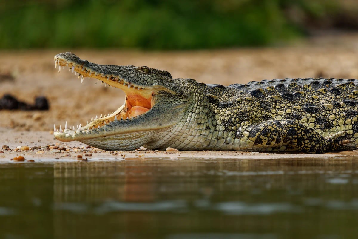 Nile Crocodile