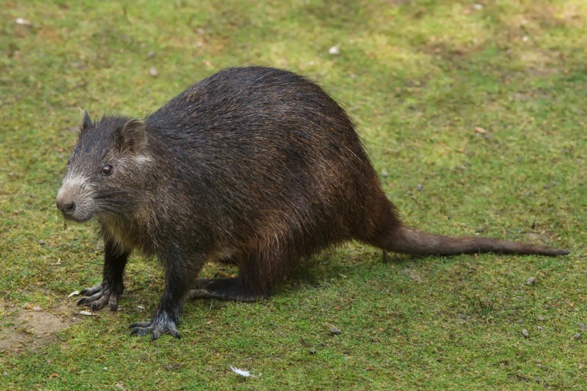 Cuban Hutia
