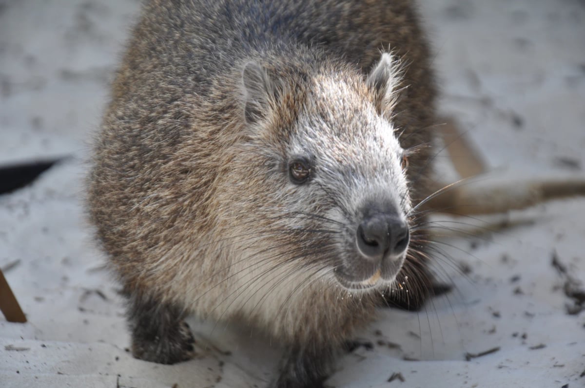 Photo from Marco Antonetto on iStock Cuban Hutia in the wild