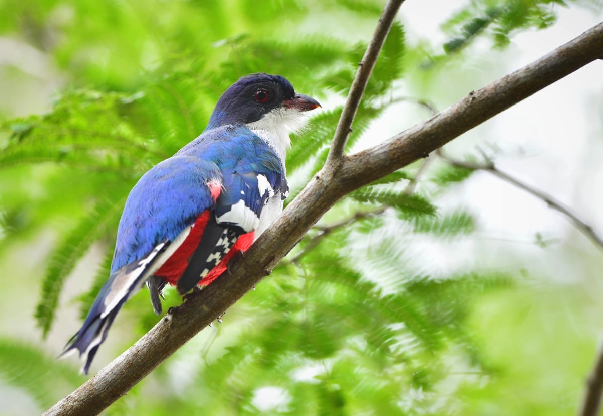 Cuban Trogon