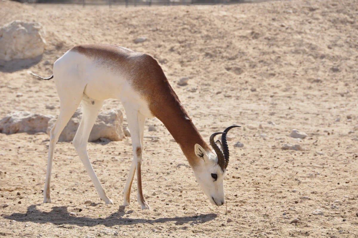 Photo by CharlesGibson on iStock Dama Gazelle in the wild