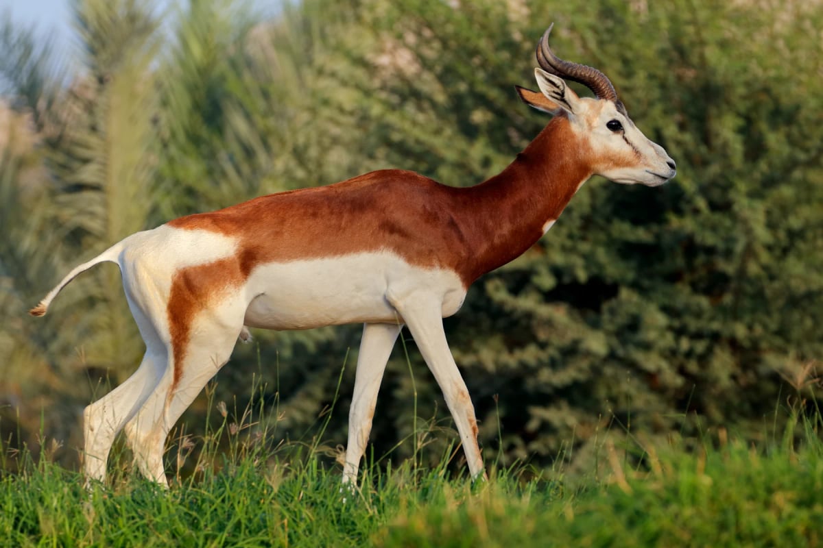 Dama Gazelle in the wild