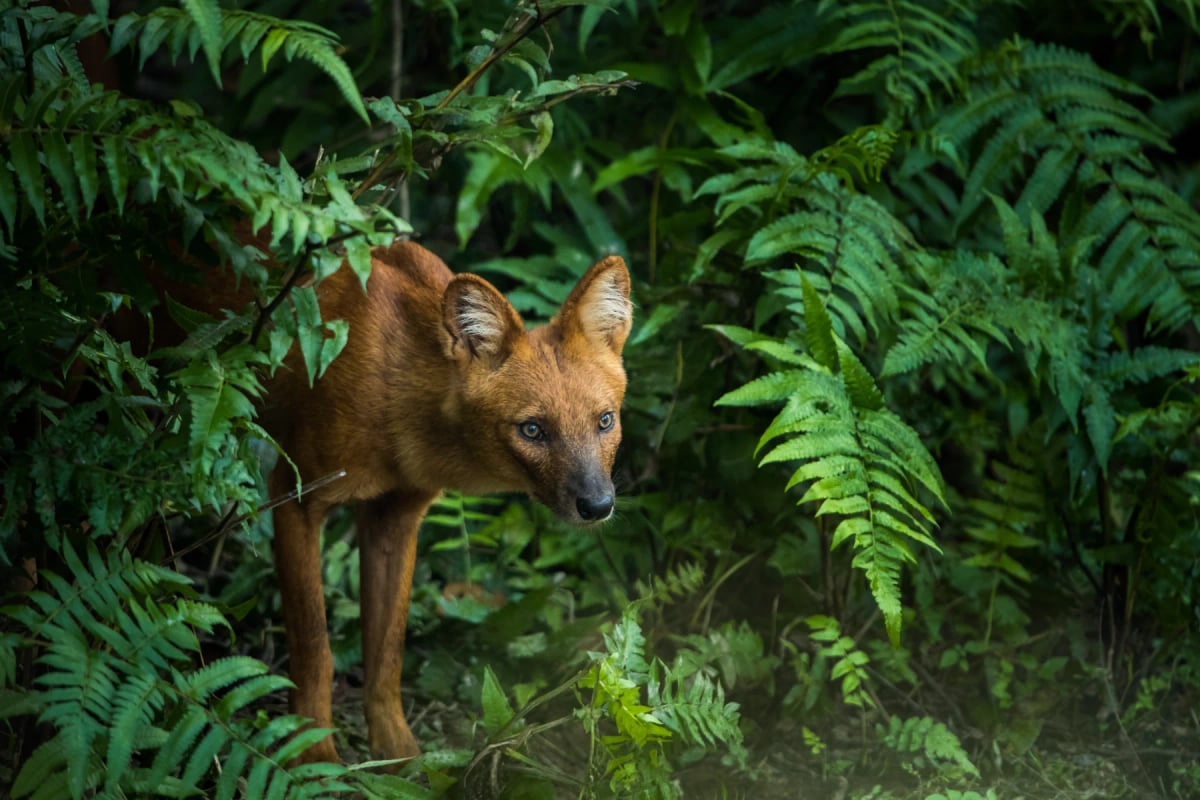 Photo by EyeEm Mobile GmbH on iStock Dhole in the wild