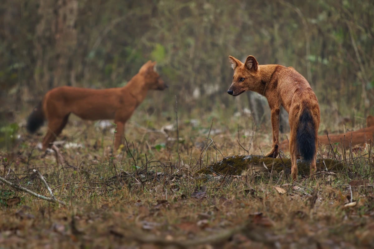 Dhole in the wild
