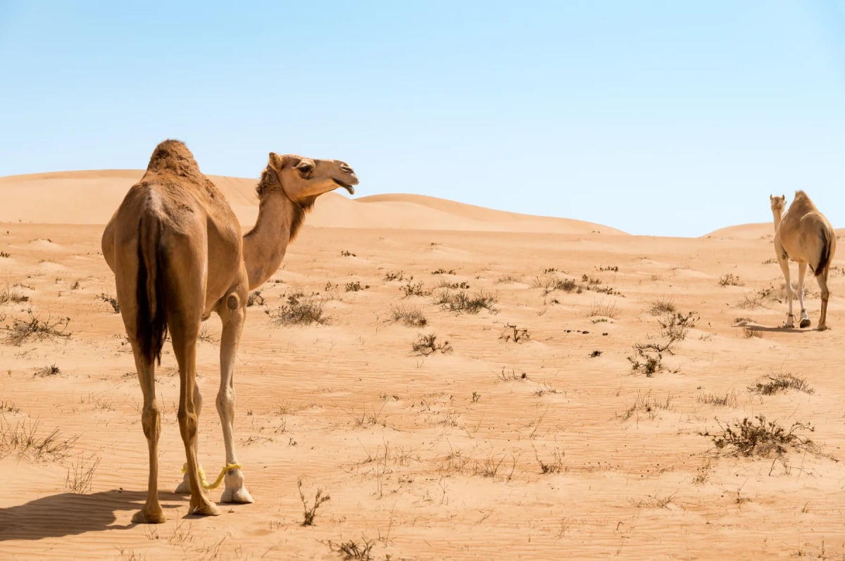 Dromedary Camel