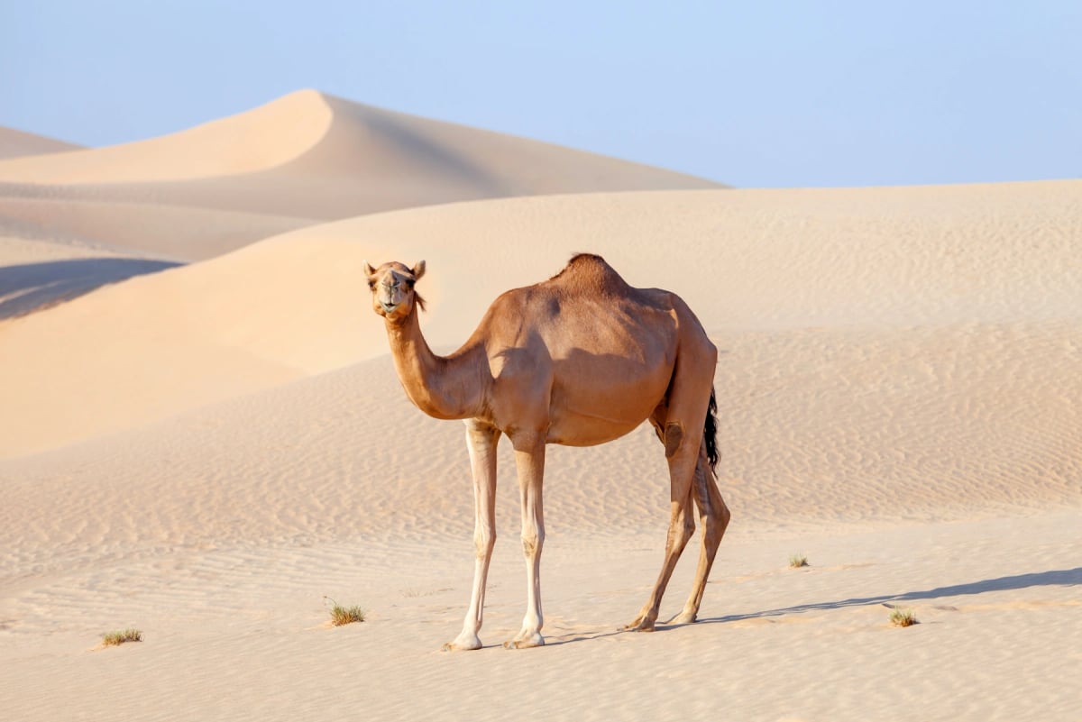 Photo by Free_lancer on iStock Dromedary Camel in the wild