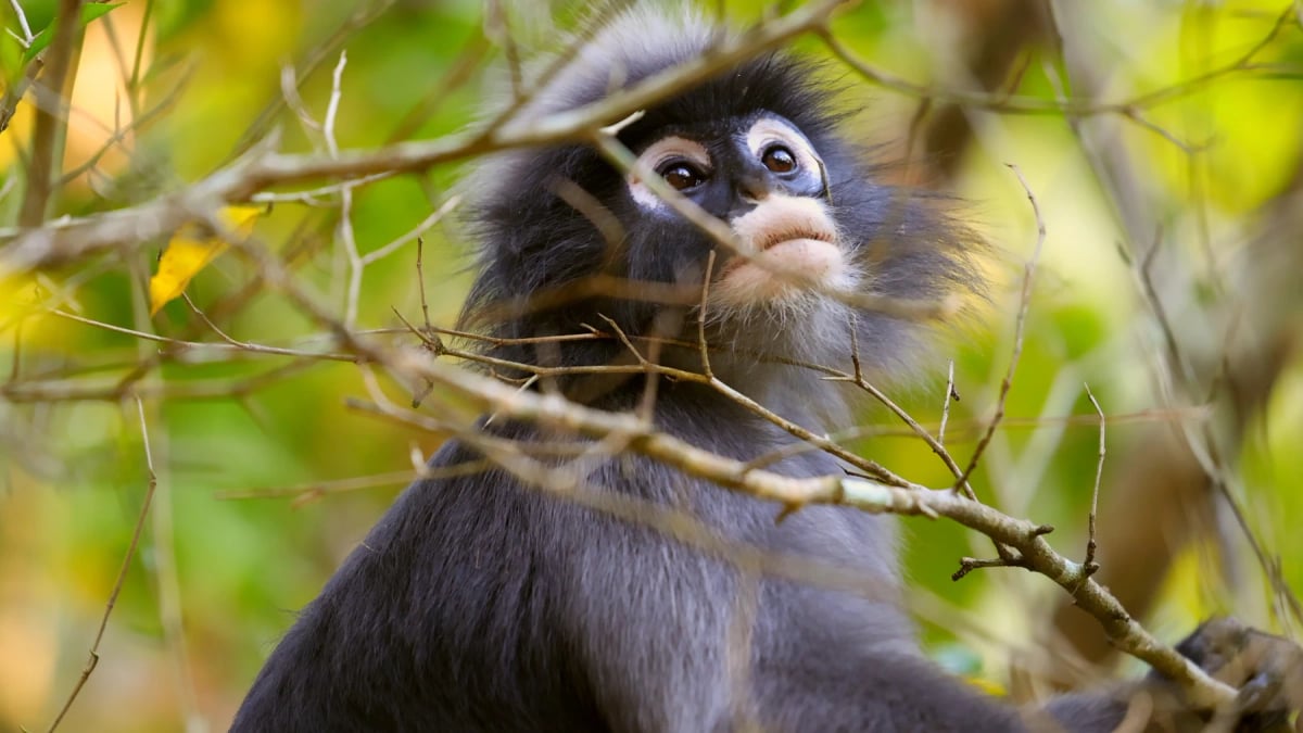 Photo by molishka1988 on iStock Dusky Langur in the wild