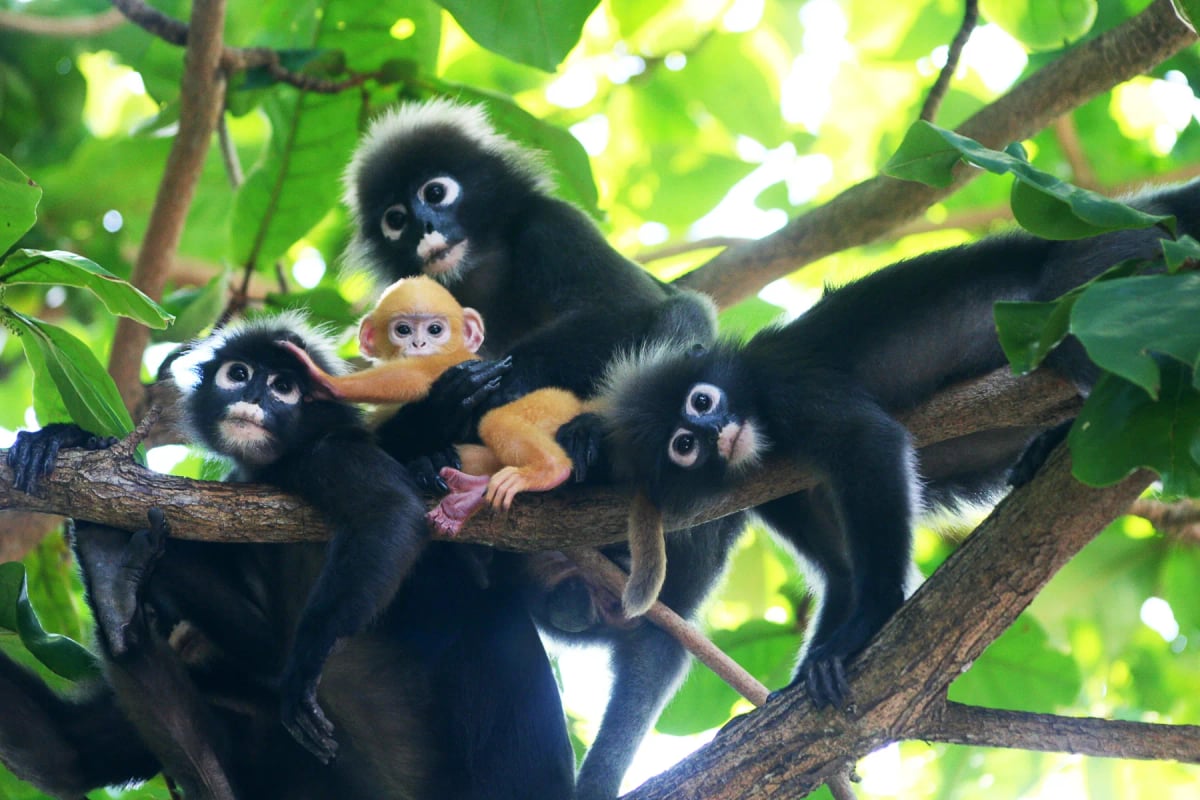 Dusky Langur in the wild