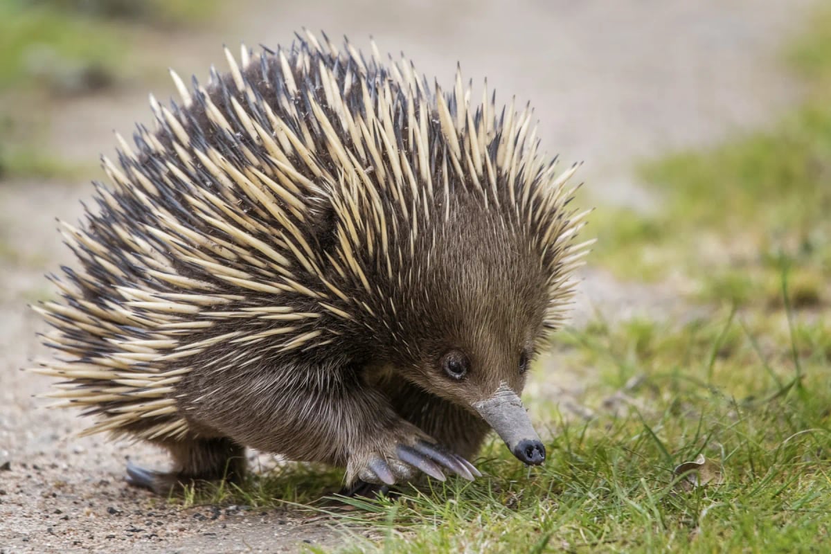 Echidna