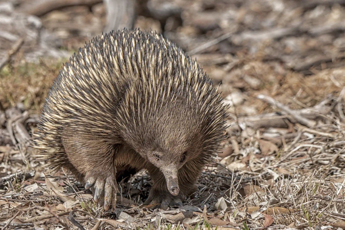 Photo by Andrew Haysom on iStock Echidna in the wild