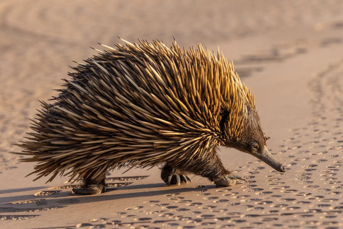 Echidna in the wild