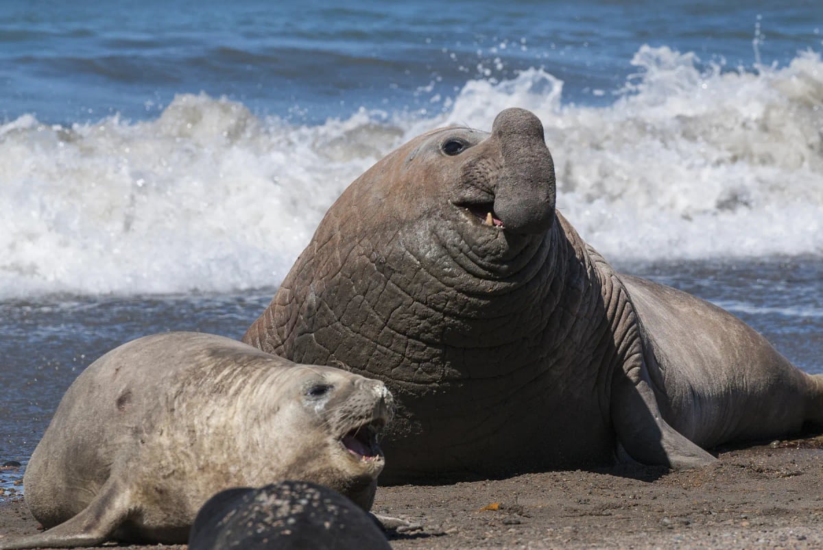 Photo by Foto4440 on iStock Elephant Seal in the wild