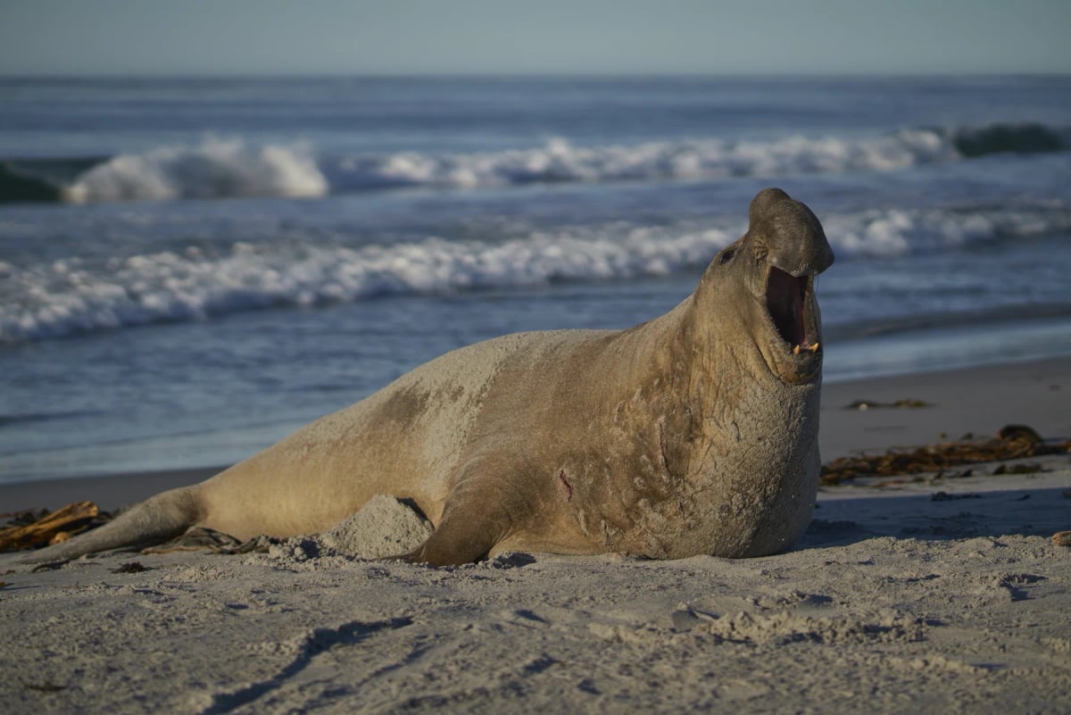 Elephant Seal in the wild