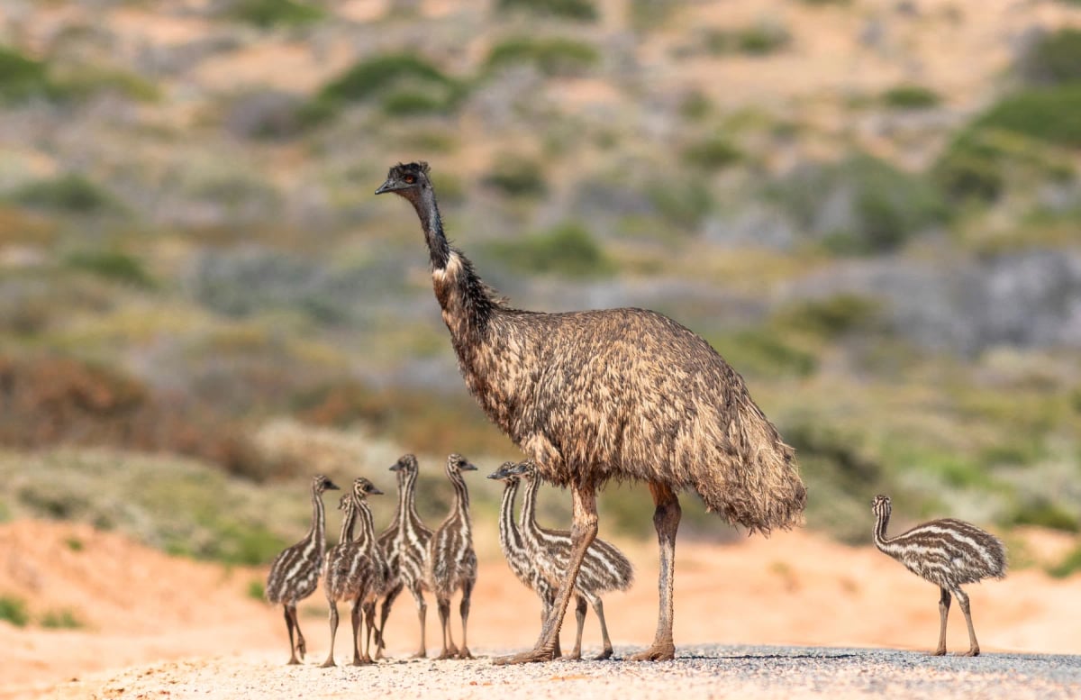Emu