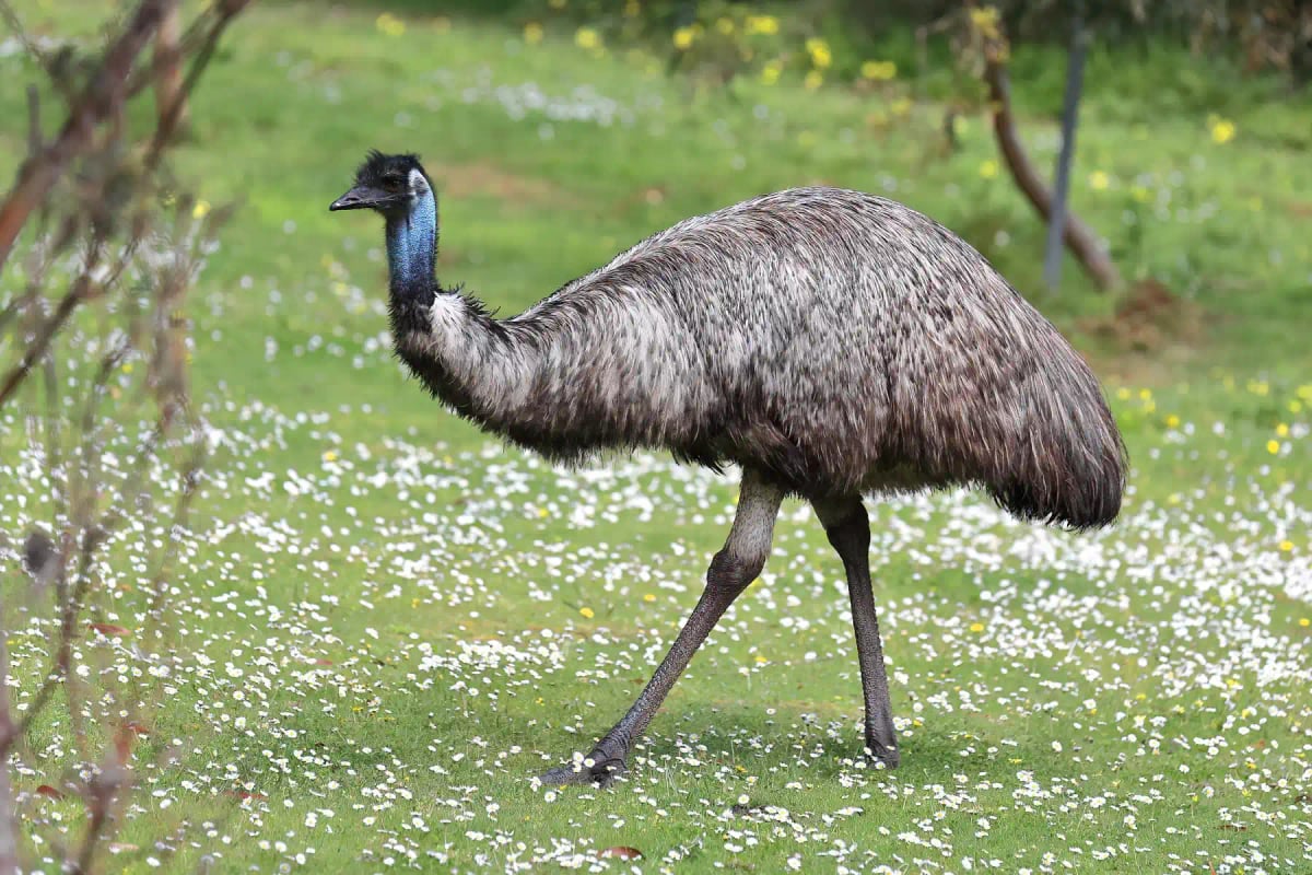 Photo by rweisswald on iStock Emu in the wild