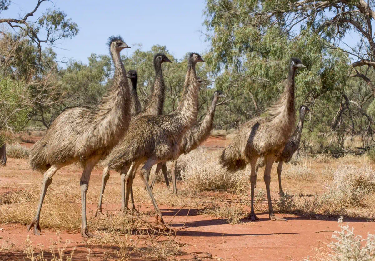 Emu in the wild