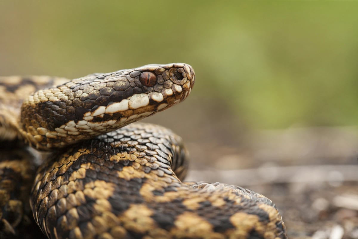 Photo by Jamie_Hall on iStock European Adder in the wild