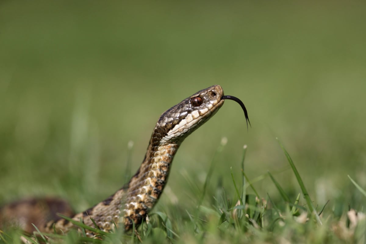 European Adder in the wild