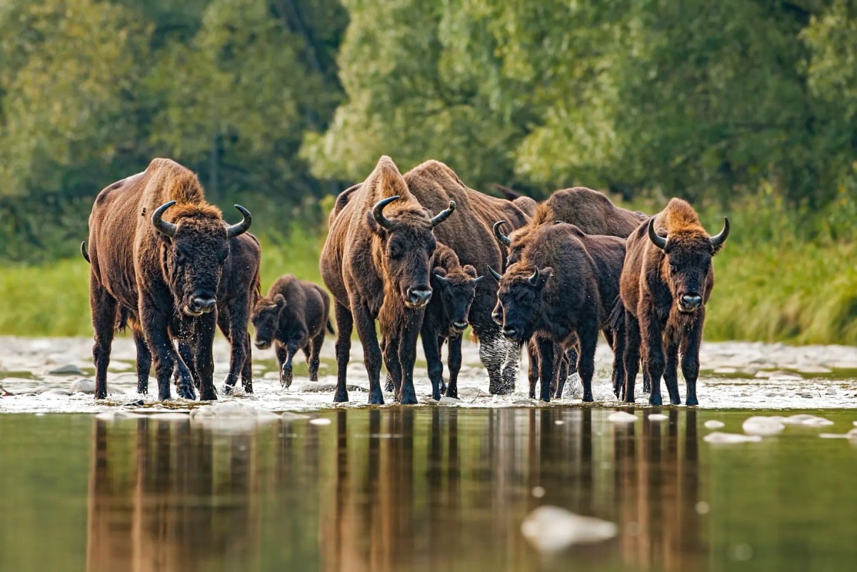 Photo by JMrocek on iStock European Bison in the wild