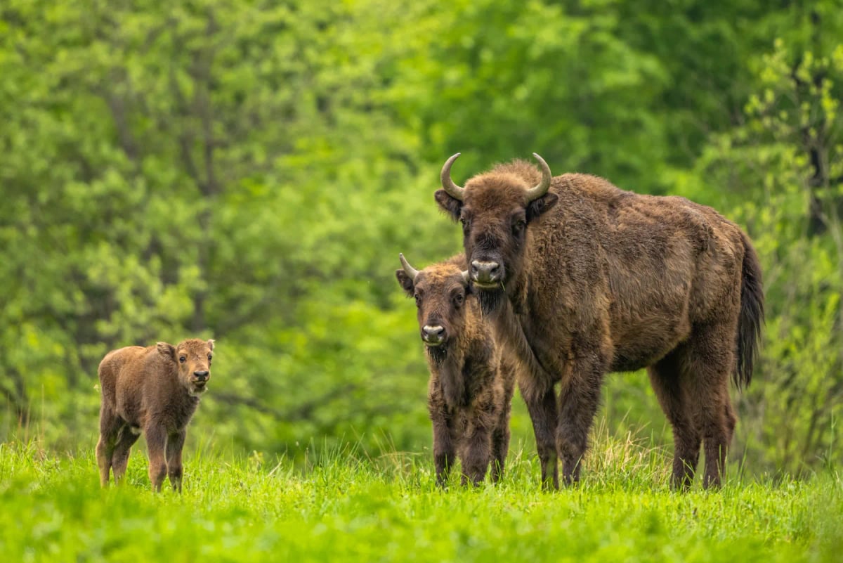 European Bison in the wild