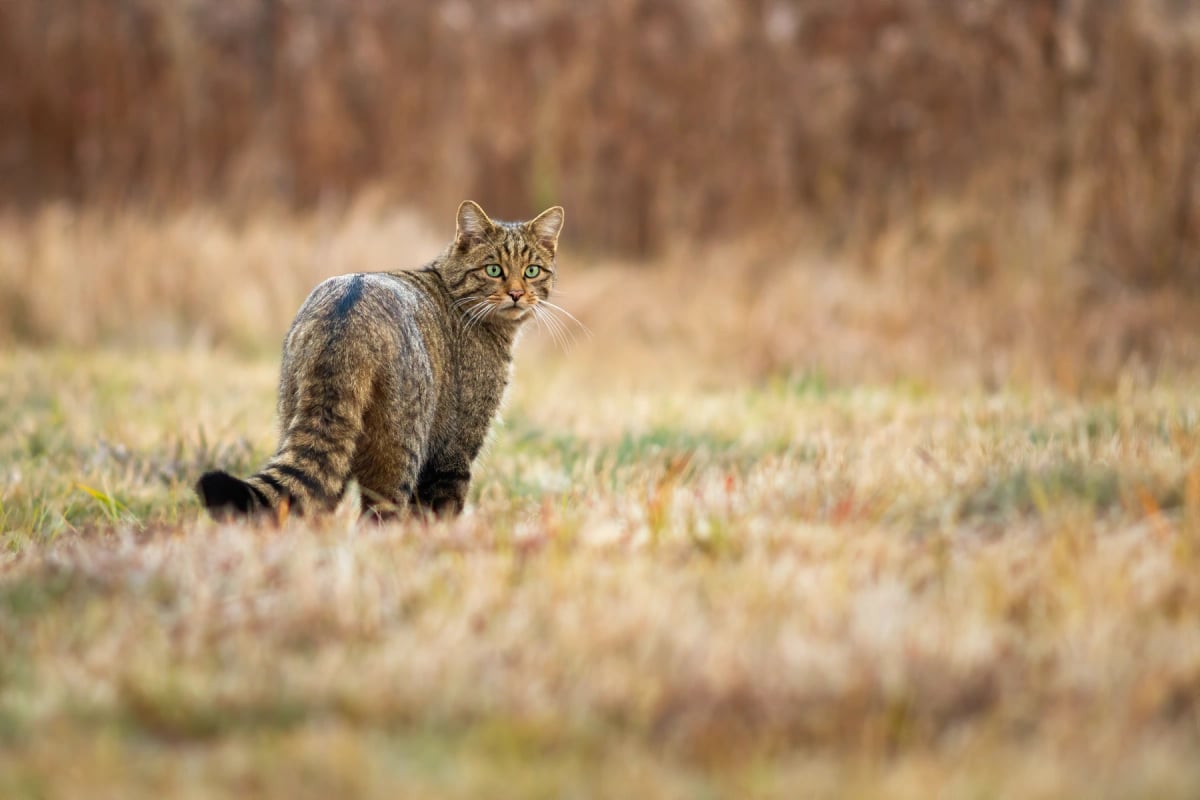 Photo by JMrocek on iStock European Wildcat in the wild