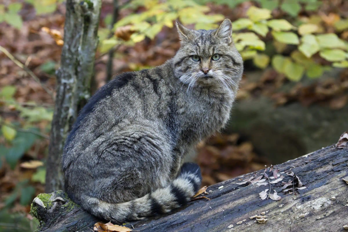 European Wildcat in the wild
