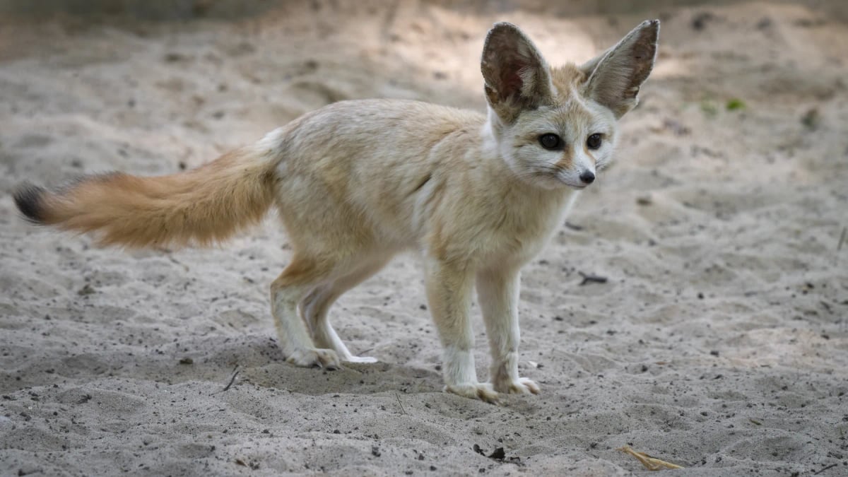 Photo by Ian Fox on iStock Fennec Fox in the wild