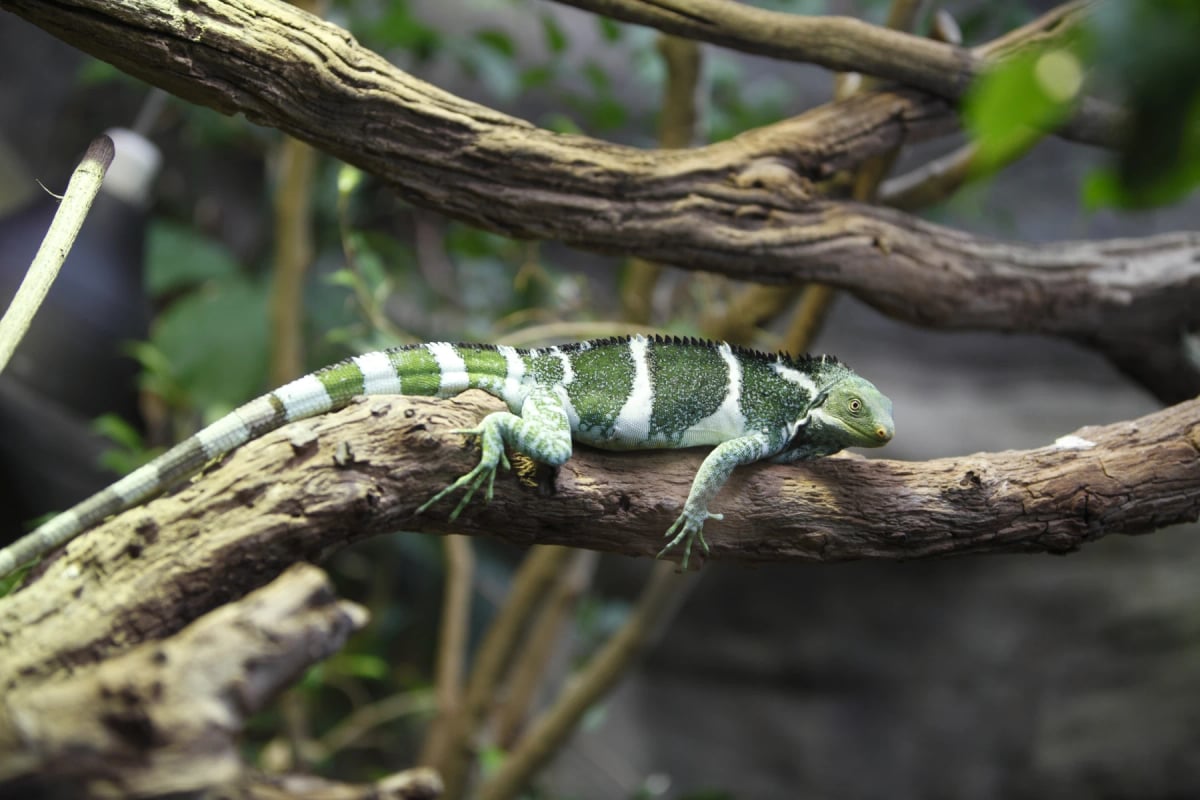 Photo by CraigRJD on iStock Fiji Crested Iguana in the wild