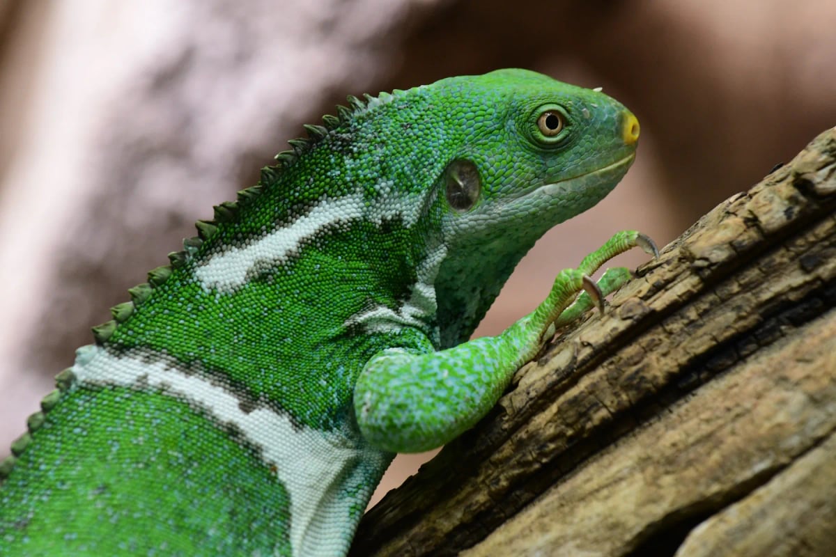 Fiji Crested Iguana in the wild