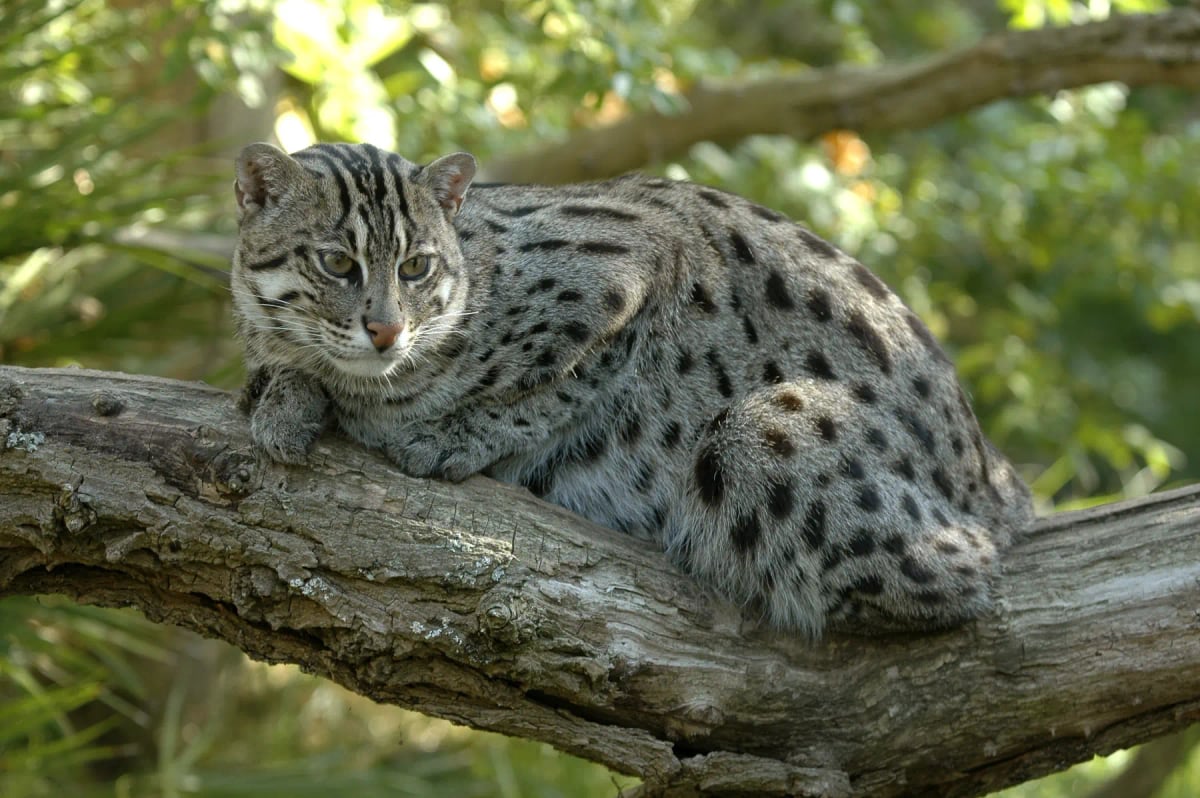 Photo by Michel VIARD on iStock Fishing Cat in the wild