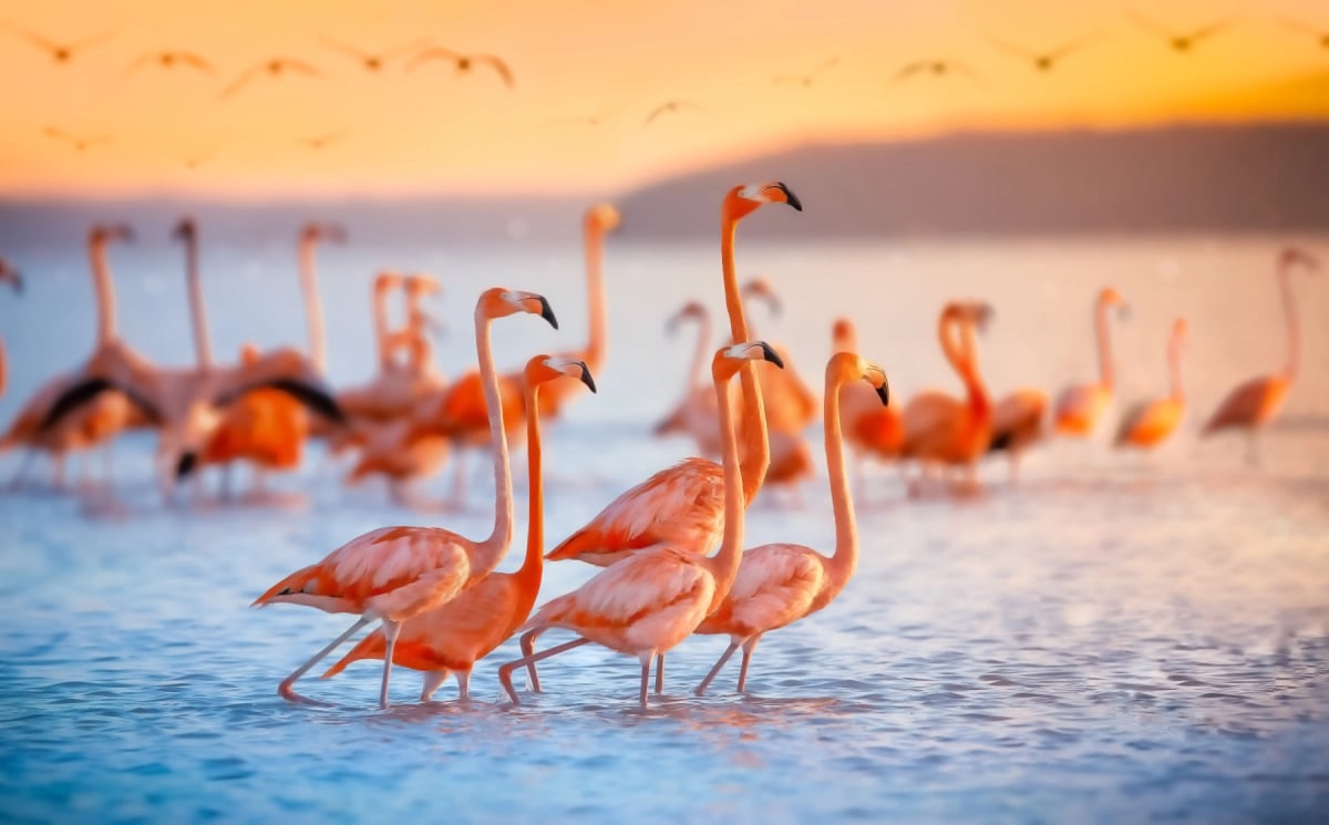 Photo by Jonathan Ross on iStock Flamingo in the wild
