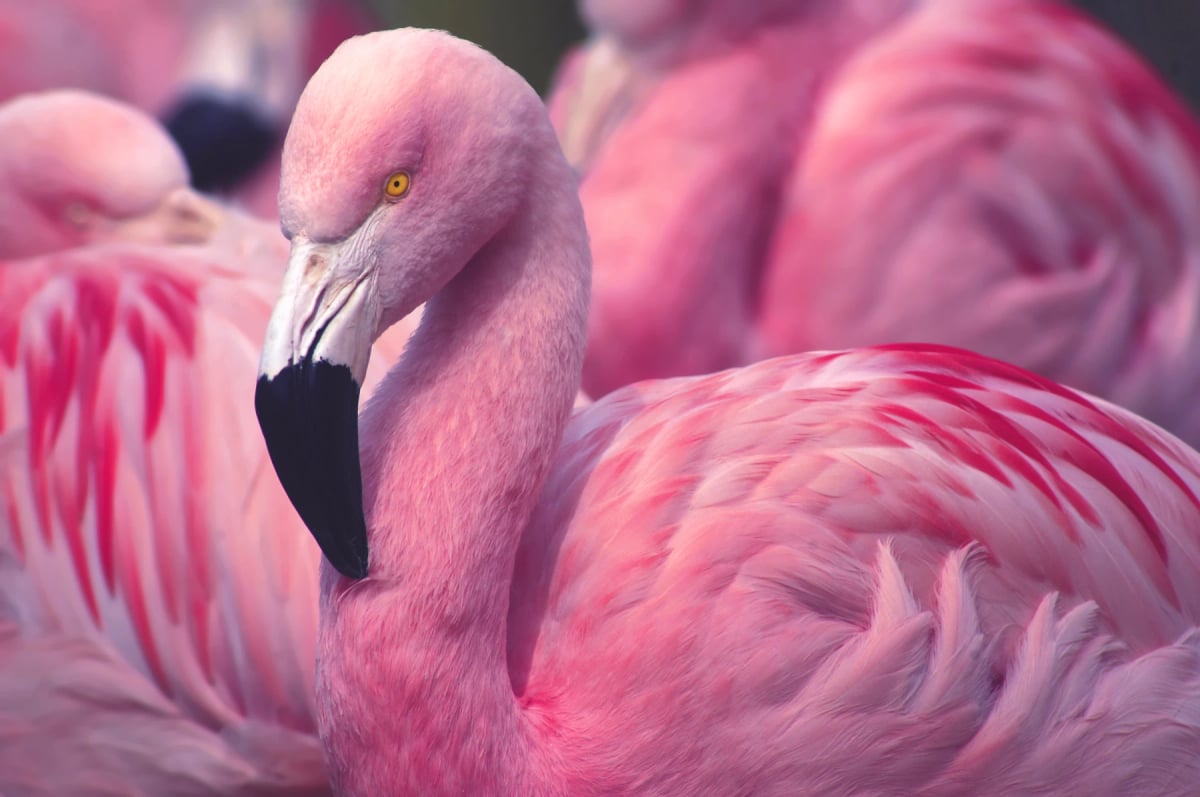 Flamingo in the wild