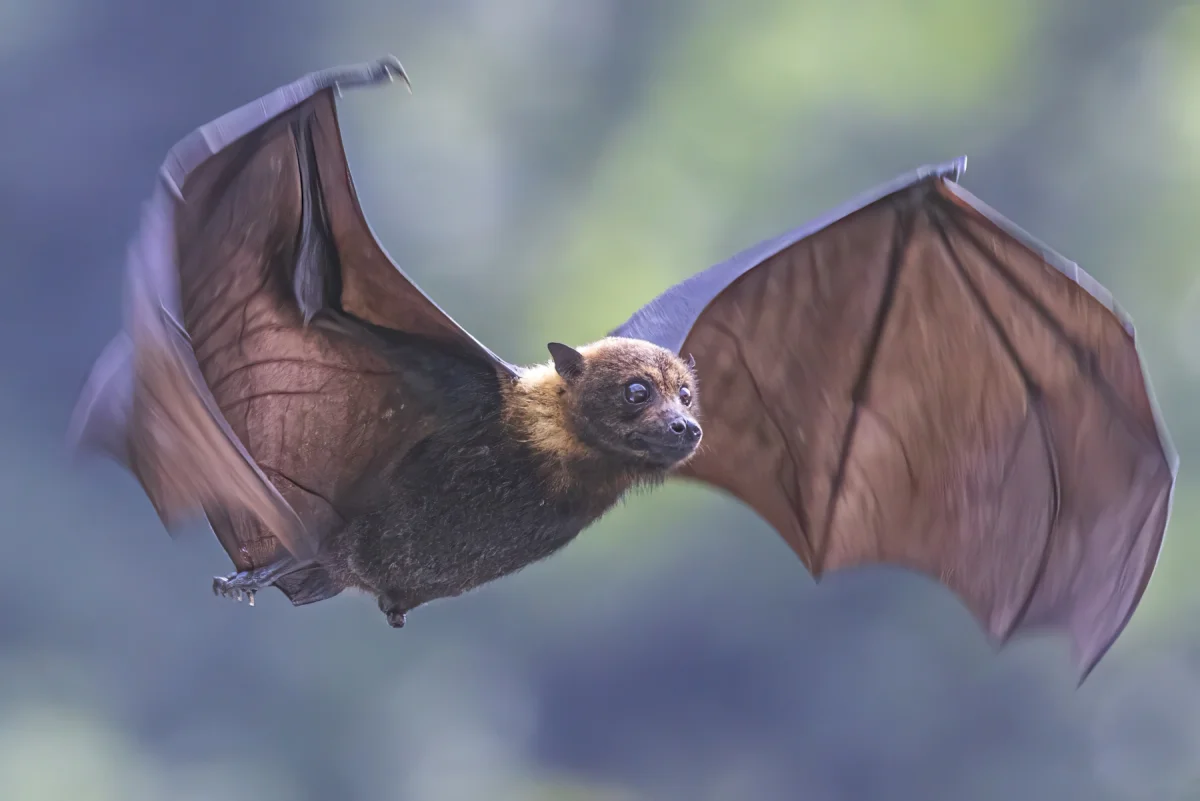 Fruit Bat