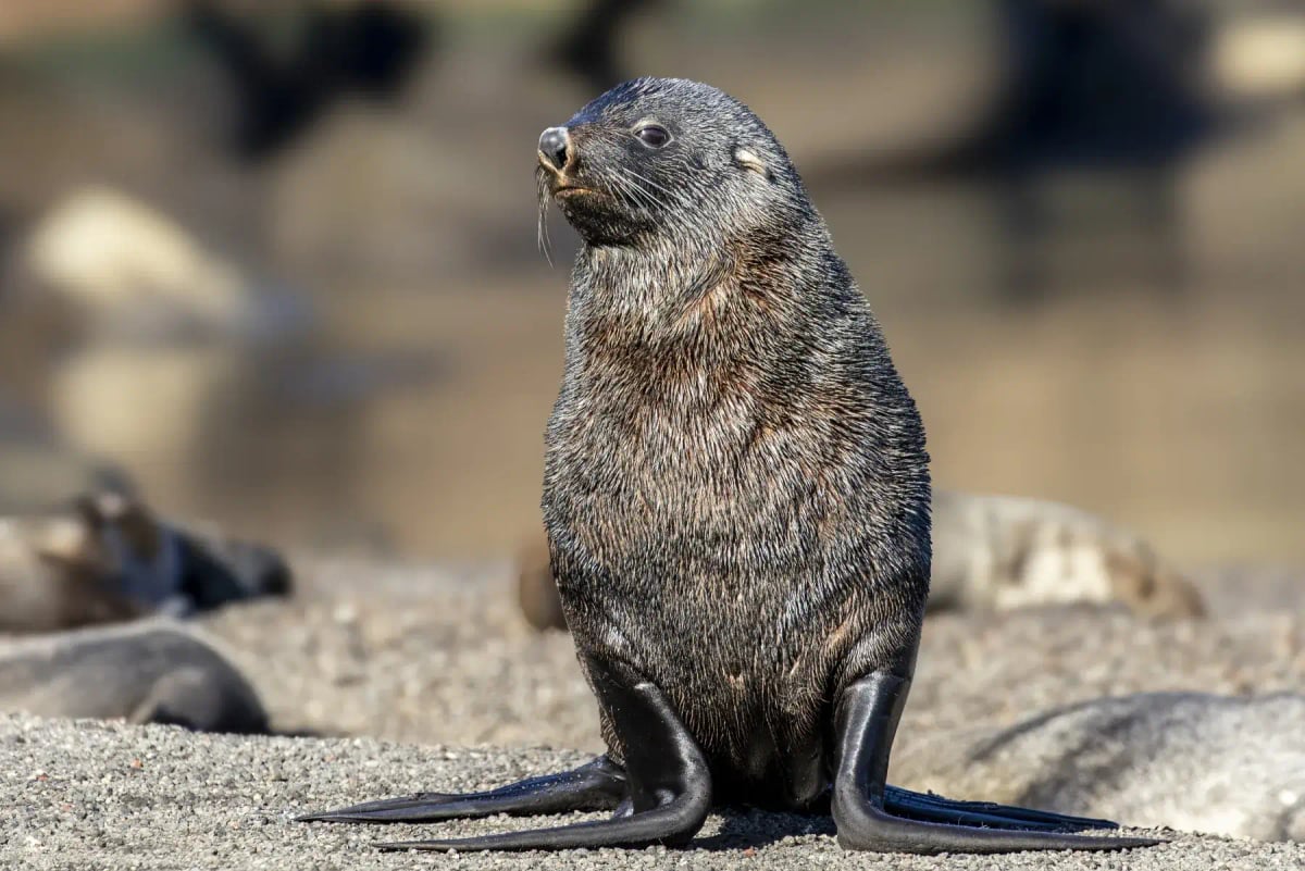 Fur Seal