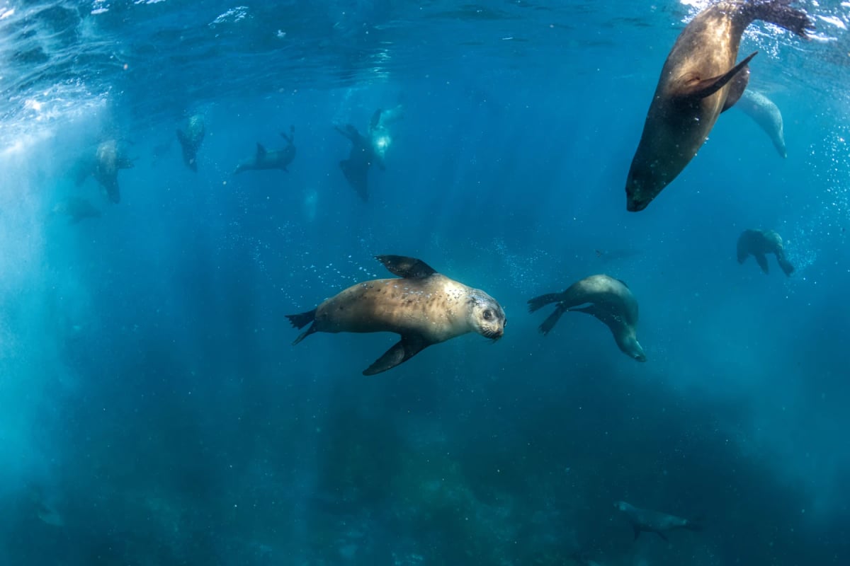 Photo by RugliG on iStock Fur Seal in the wild