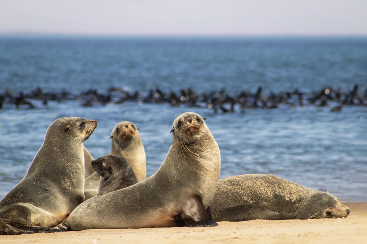 Fur Seal in the wild