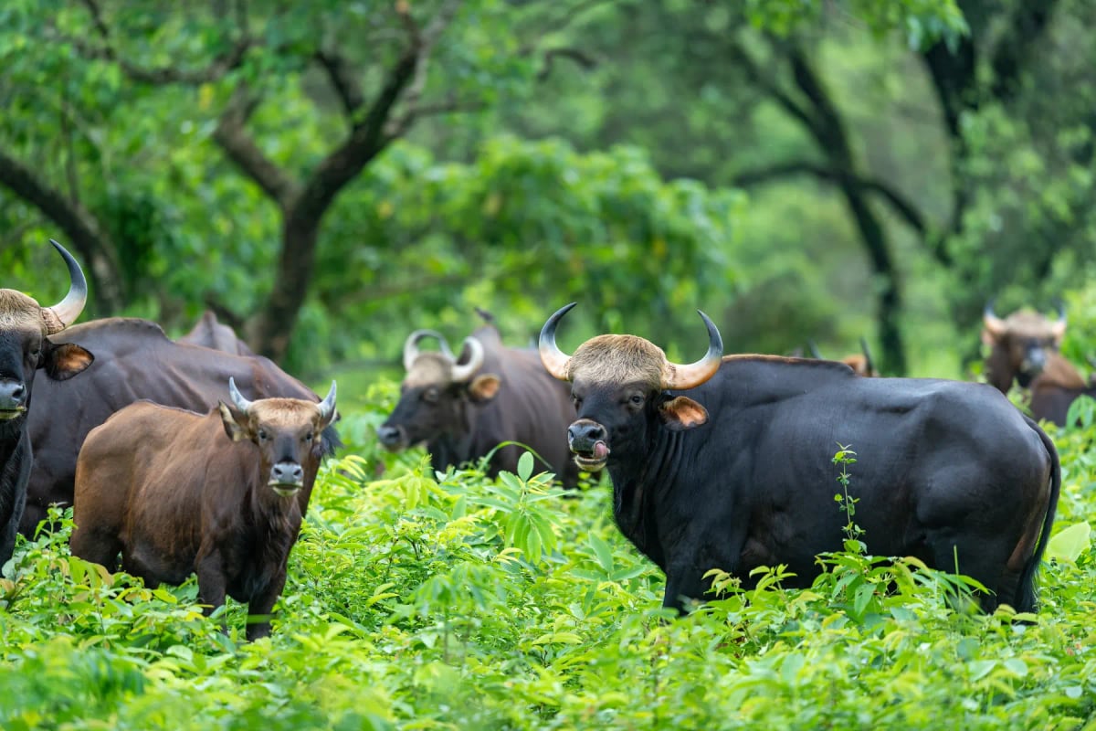 Photo by Soumabrata Moulick on iStock Gaur in the wild
