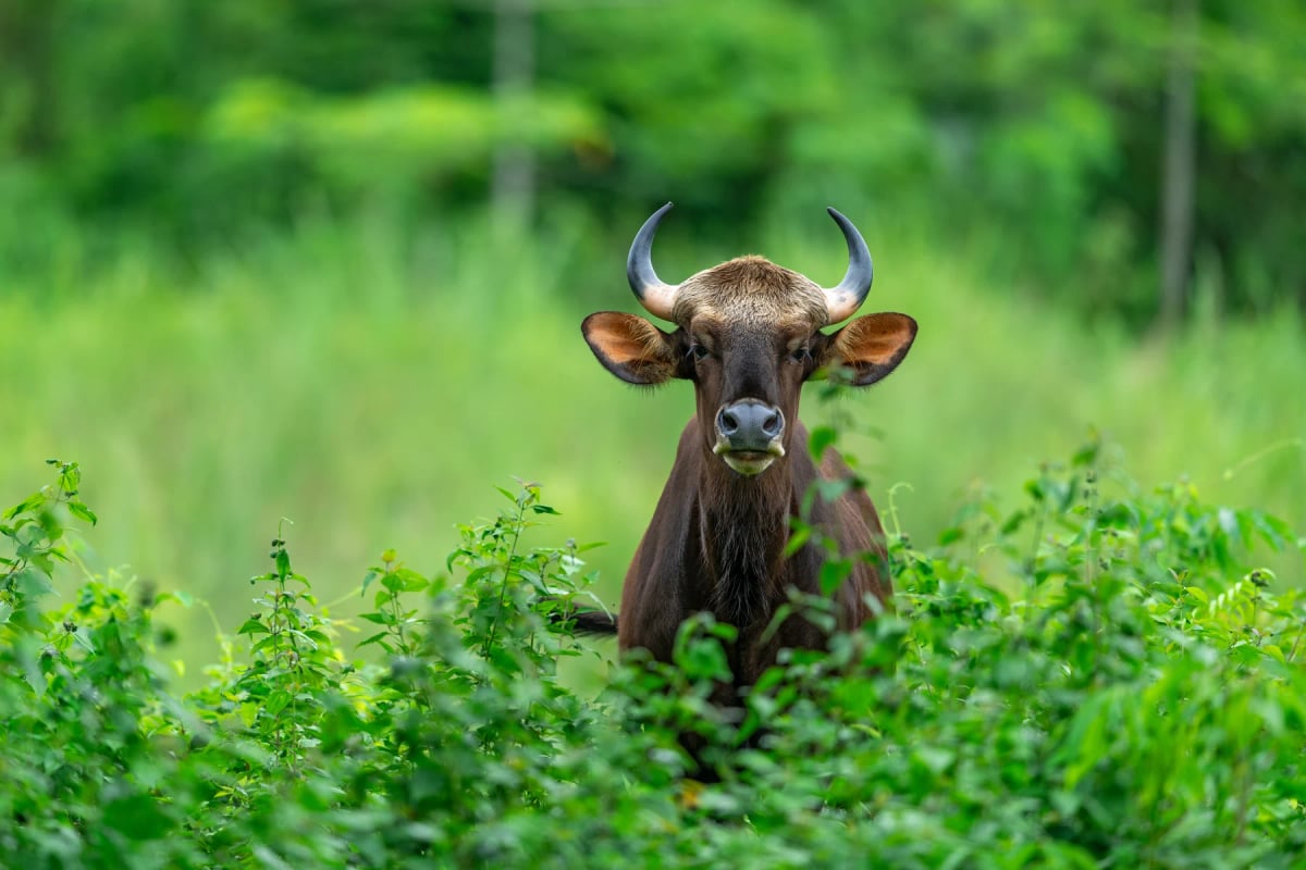 Gaur in the wild